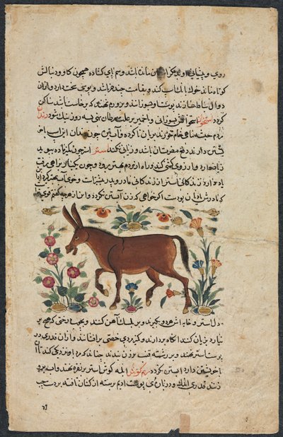 喀尔·阿斯（Khar Ass），来自《努扎特·纳玛·伊·阿莱》杰出律师杂志，1400年代。 作者 不明