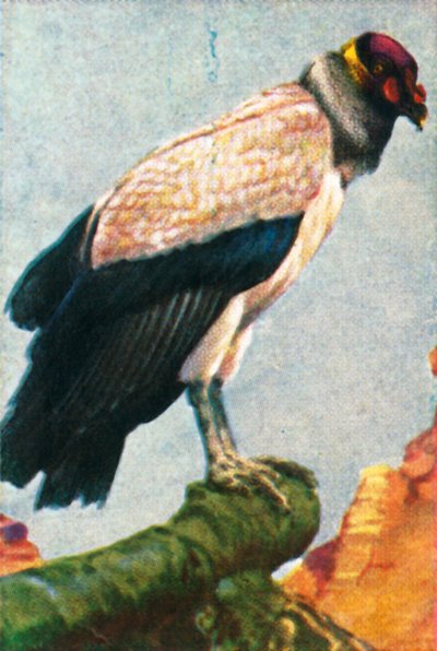 秃ul（摄于1928年）。 作者 不明