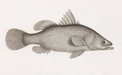 鲈鱼拉图斯 作者 不明
