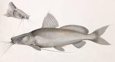 勒贝德菲蒂尔 作者 不明