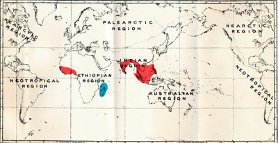 淋巴瘤-III。地图，显示手足科和亚科的分布 作者 不明
