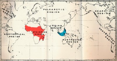 穿线虫-II。地图，显示Tarsiidae Blue和Galaginae Red的分布，1897年 作者 不明
