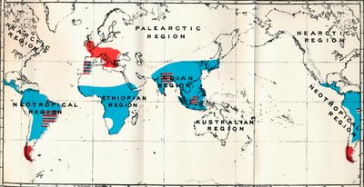 脉络膜-IV。地图，显示了活蓝色和化石红色类人猿的分布，1897年 作者 不明