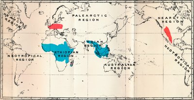 Lemuroidea-I.地图，显示活蓝色和化石红色的分布，1897年 作者 不明