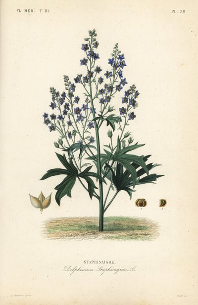 Lice-bane or stavesacre, Delphinium staphisagria, Staphisaigre 作者 不明