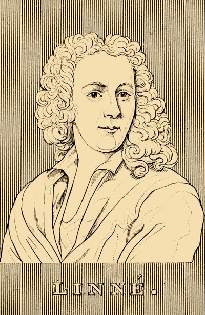 Linne，1707-1778，1830年。 作者 不明