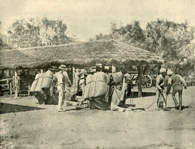 1901年，在澳大利亚车站上装骆驼。 作者 不明