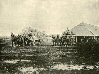 1901年，在Wimmera的Warrawooh站装载羊毛。 作者 不明