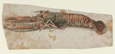 龙虾，1600年代。 作者 不明