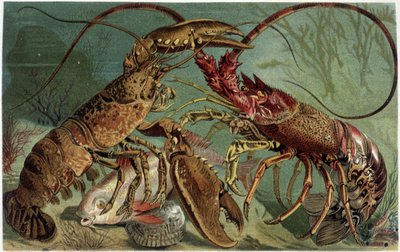 龙虾和龙虾的对峙--载于A.E. Brehm的《La Vita degli animali》，都灵 作者 不明