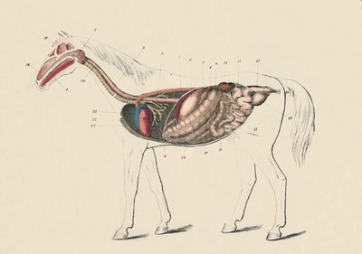 马的纵向部分，c1879年。 作者 不明