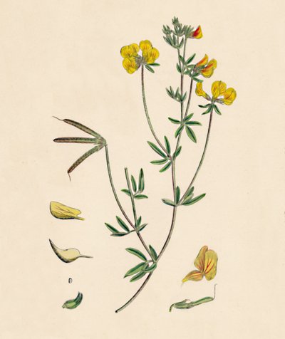 莲花莲花。细长的鸟脚三叶草，十九世纪 作者 不明