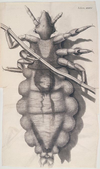 虱子粘在人的头发上，胡克斯显微镜，1665年 作者 不明