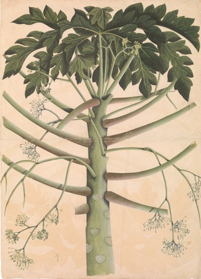雄性木瓜树，约1790-1800年。 作者 不明