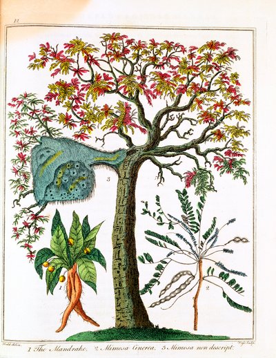 曼德拉、敏感植物和相思树，约1795年 作者 不明