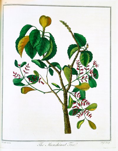 马尼切尔树 Hippomane mancinella或毒石榴，约1795年 作者 不明