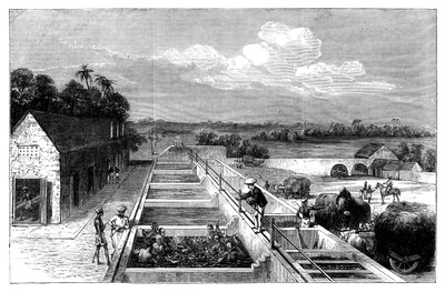 1869年在下孟加拉邦的提尔霍特·穆扎法尔布尔制造靛蓝 作者 不明