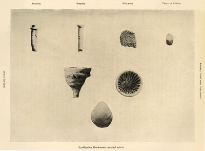 海洋生物，放大倍数1 12，c1908，1909。 作者 不明