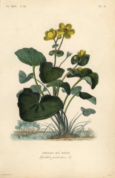 沼泽万寿菊或国王杯，Caltha palustris，Populage des marais 作者 不明