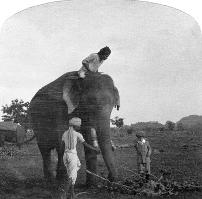 埃克巴尔大师（Ekbal）喂养大象，印度，1900年代 作者 不明