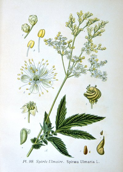 Meadowsweet，1893年 作者 不明