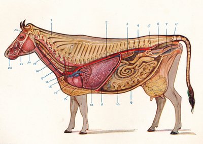 母牛的中段，显示出循环器官和呼吸器官等，c1905 c1910 作者 不明