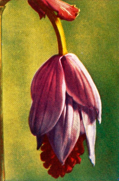 梅迪尼利亚，c1928。 作者 不明
