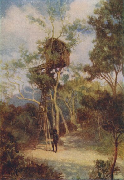 美拉尼西亚树屋，1924年 作者 不明
