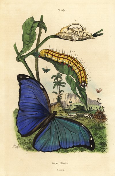 Menelaus 蓝蝶蝶、 Morpho menelaus、 毛毛虫和蛹 作者 不明