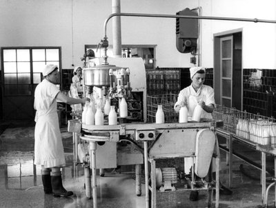 牛奶生产，南斯拉夫萨格勒布，1952年 作者 不明