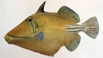 Model of a Lagoon triggerfish, 2000 作者 不明