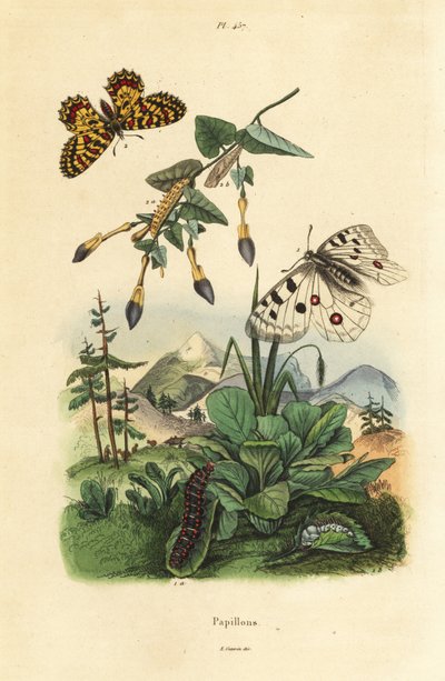 Mountain Apollo butterfly, Parnassius apollo 1, and southern festoon, Zerynthia polyxena 2, larva and pupa 作者 Unbekannt