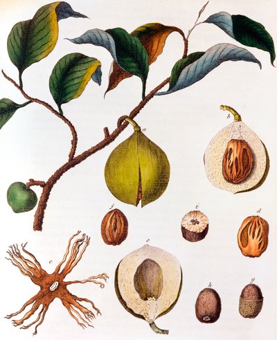 桃金娘（Myrsitica fragrans）-肉豆蔻，c1798 作者 不明