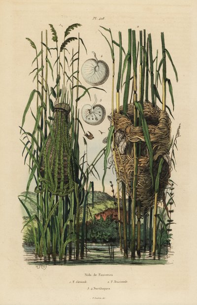 Nests of the streaked fantail warbler, Cisticola juncidis, and reed warbler, Acrocephalus scirpaceus 作者 不明