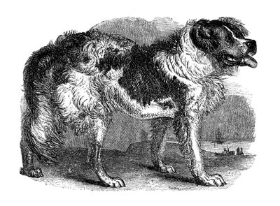 纽芬兰犬，1848年 作者 不明