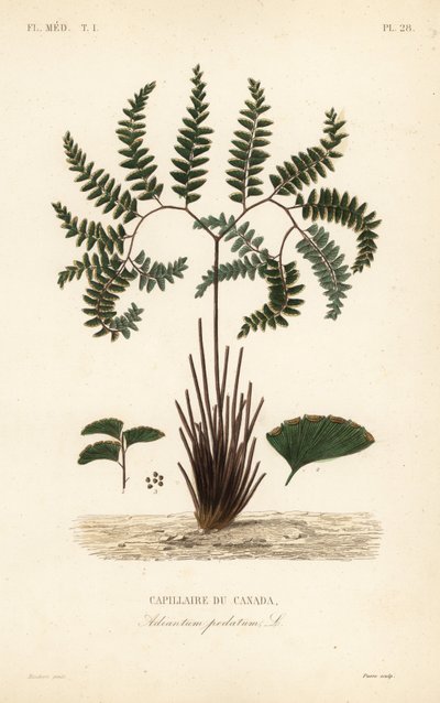 北方铁线蕨或五指蕨，Adiantum pedatum，Capillaire du Canada 作者 不明