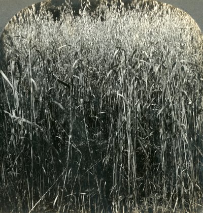 1903年，美国宾夕法尼亚州的燕麦种植。 作者 不明