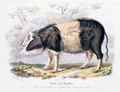 古老的英国猪种，1842年 作者 不明