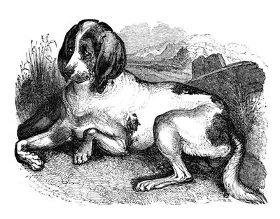 古老的英国猎犬，1848年 作者 不明