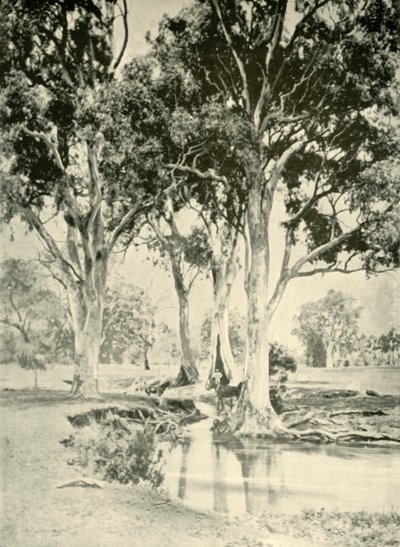 老牙龈山1901年，南澳大利亚克劳福德。 作者 不明