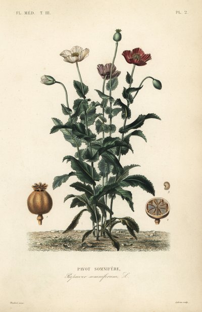 罂粟, Papaver somniferum, Pavot somnifere 作者 不明