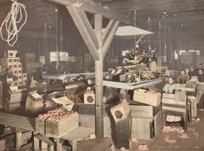 Redlands的橙色包装，1899年出版。 作者 不明