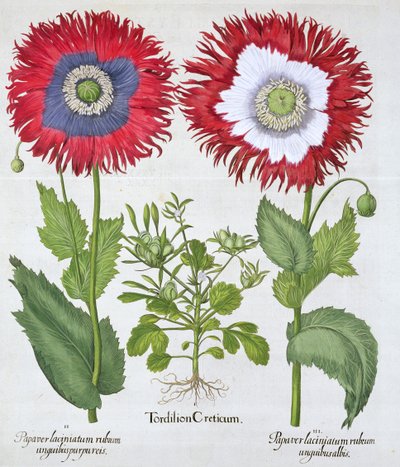 观赏性的罂粟花，1613年 作者 不明