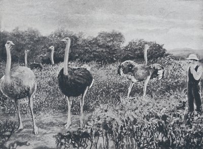鸵鸟，1924年 作者 不明