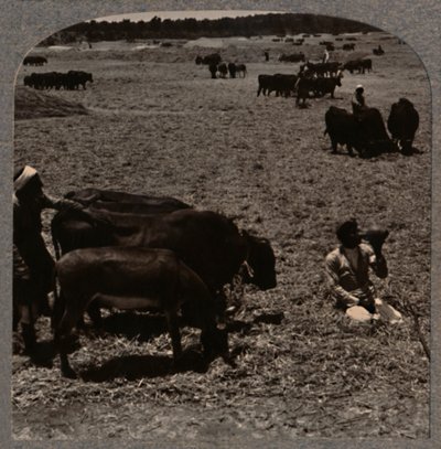 牛tread玉米，c1900 作者 不明