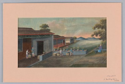 用箱子包装茶叶，1890-1910年 作者 不明