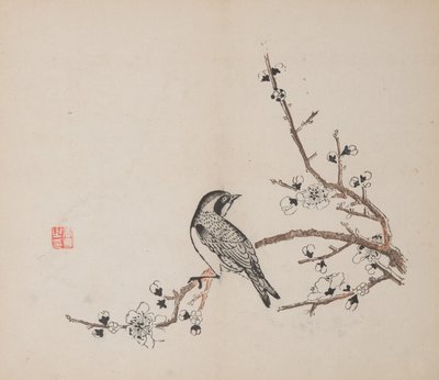 石竹斋的页面。 作者 不明