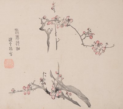 石竹斋的页面。 作者 不明