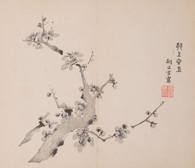 石竹斋的页面。 作者 不明
