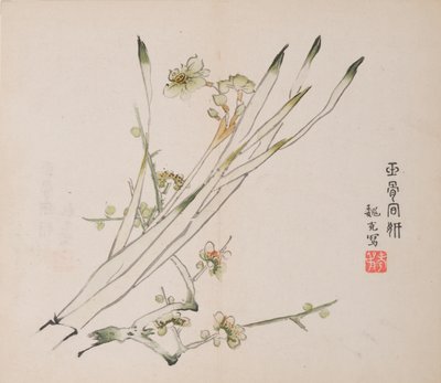 石竹斋的页面。 作者 不明
